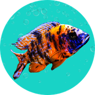 Fish Keto