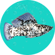 Fish Zole