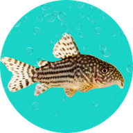 Fish Flucon