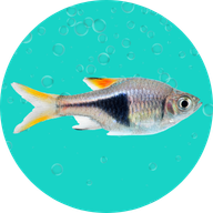Fish Sulfa