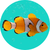 Fish Mox Clav
