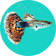 Fish Levo