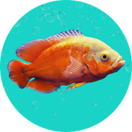 Fish Cin
