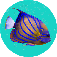 Fish Flex