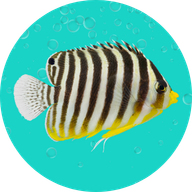 Fish Flox