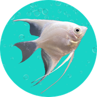 Fish Doxy
