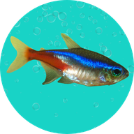 Fish Pen
