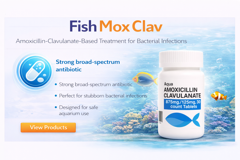 Fish  Amoxicillin Clavulanate 1